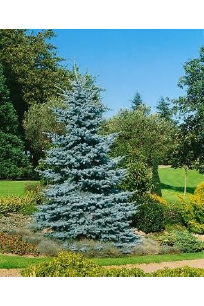 Ялина колюча Костер 